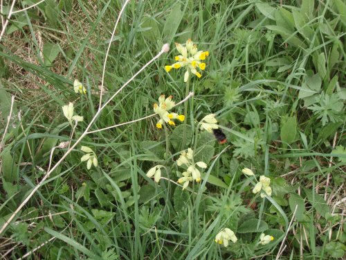 Lapidarius shows an interest in the cowslips